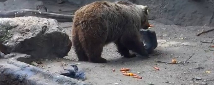 Спасяване на мечката