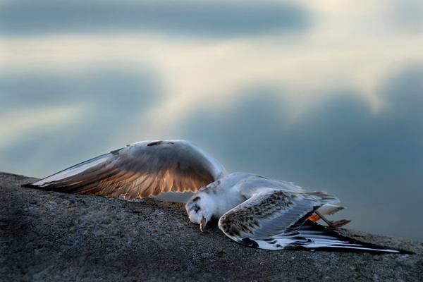 мъртва птица 