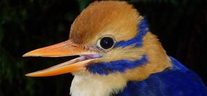 Световната научна общност е ядосана на американеца, който уби най-редката птица