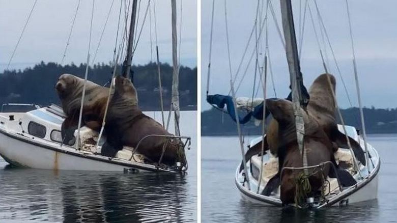 Морските лъвове няма нищо против да вземат яхта
