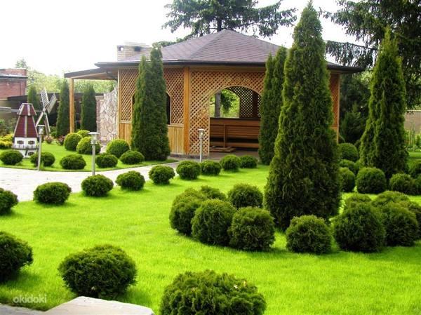 Възможно ли е да се засажда у дома или върху парцел от тую - знаци и суеверия 