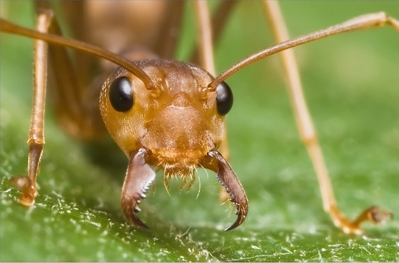 Мравки, които измъчват плячката си
