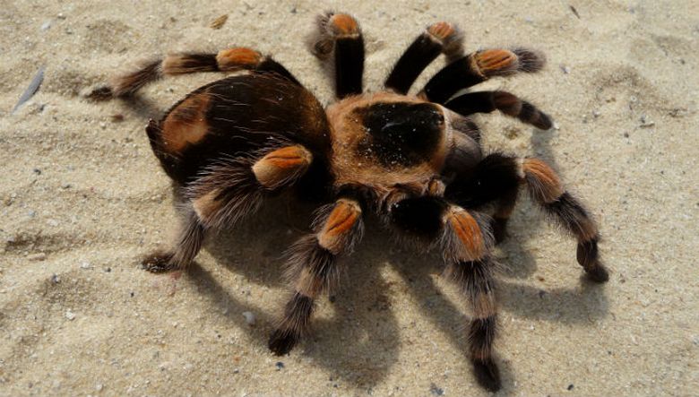 Мъж купи торба със сушени смокини, съдържаща отровен паяк.