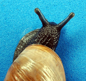 Внимание! Хермафродит!  (Снимка от Чарлз & amp; Clint.)