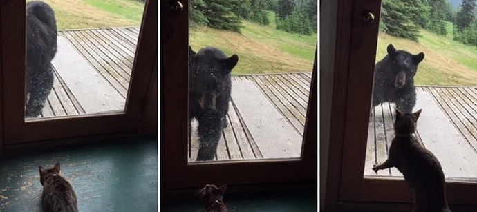 Аляска има уникални котки!