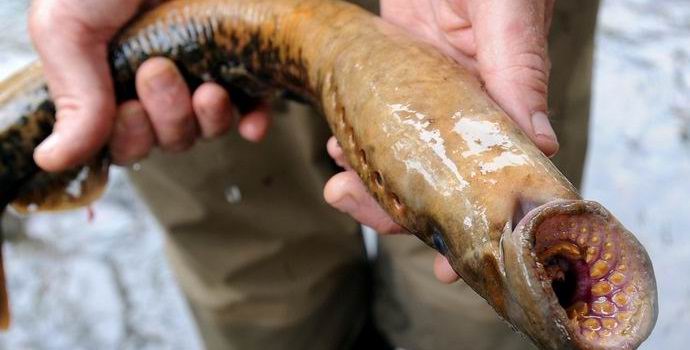 Дъжд падна от лампи в Аляска