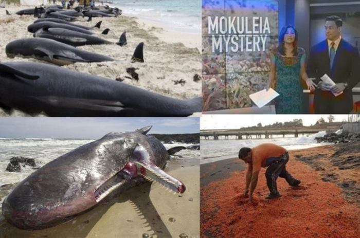 На Хаваите - екологична катастрофа