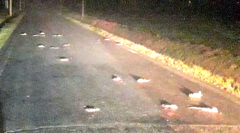 В северната част на Италия има нашествие от бясни плъхове