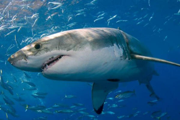 „Неопределен