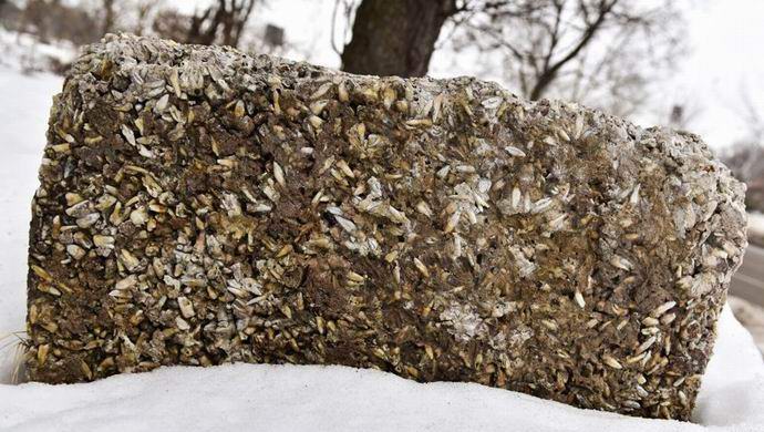 На улицата в САЩ лежи камък с хиляди човешки зъби