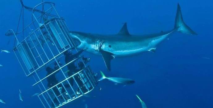 Атака на туристи от огромна акула развълнува Интернет