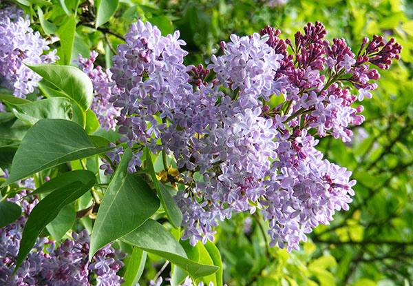 подписва на 1 май 