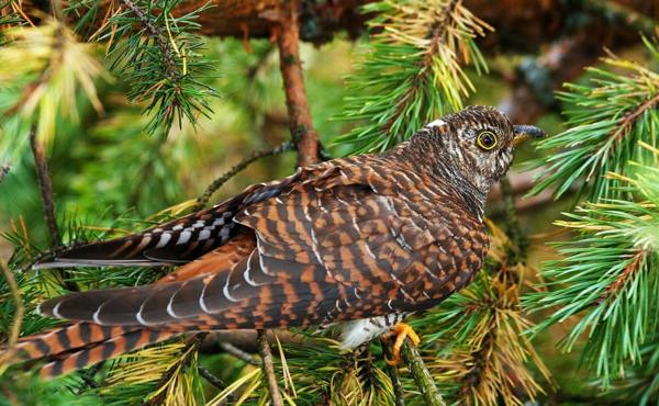 кукувица знаци 