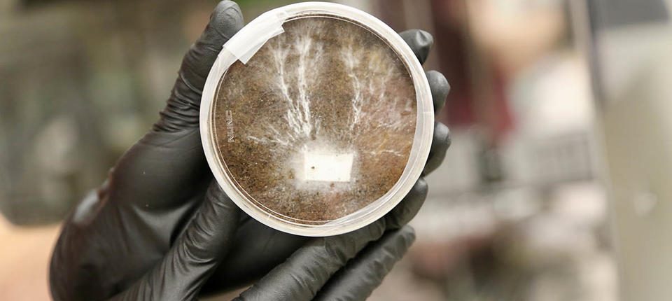 НАСА планира да „отглежда“ бази на Марс и Луната от удивителен материал: гъби 