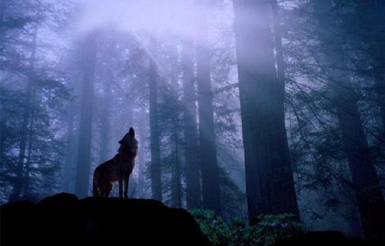 Неразбираем звяр нападна човек с куче в гората