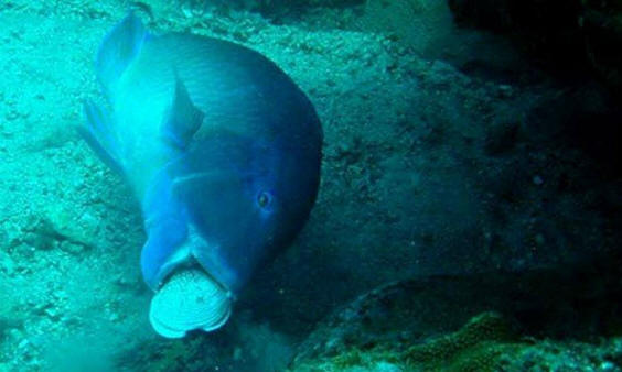 животни 121 Някои очевидни доказателства, че животните имат душа