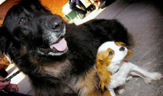 животни 131 Някои очевидни доказателства, че животните имат душа