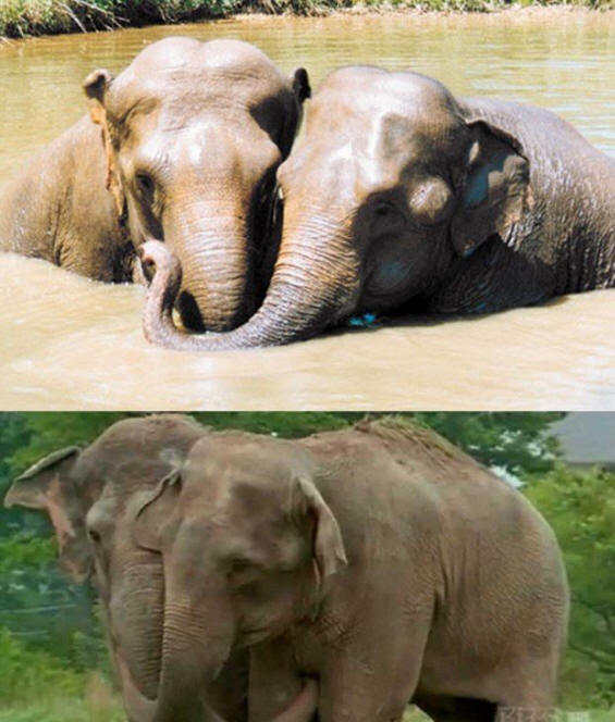 животни 141 Някои очевидни доказателства, че животните имат душа.