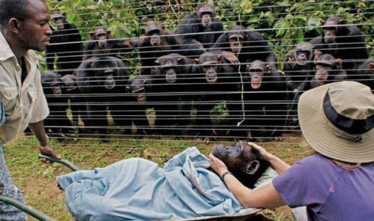 животни 31 Някои очевидни доказателства, че животните имат душа