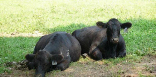 животни 61 Някои очевидни доказателства, че животните имат душа