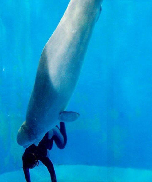 животни 81 Някои очевидни доказателства, че животните имат душа.