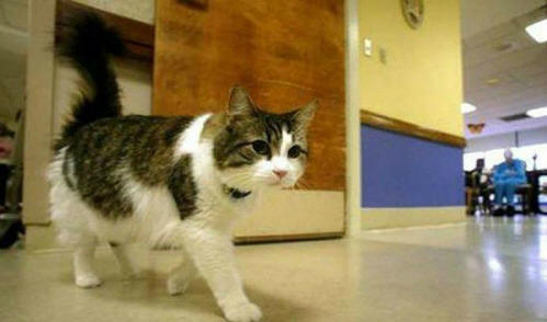 животни 91 Някои очевидни доказателства, че животните имат душа