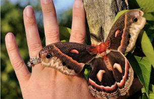 Невероятно голям молец