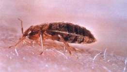 Норвегия плуваше с орди от дървеници