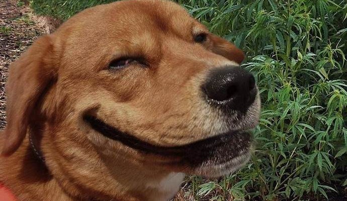 Новият американски закон ще позволи на животните да пушат марихуана