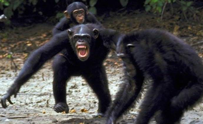 Маймуните също отприщват много години война