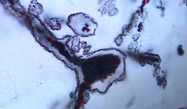 Открити най-ранните доказателства за живота на Земята 