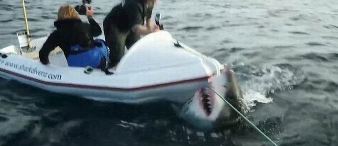 Огромна акула нападна екипажа на канала
