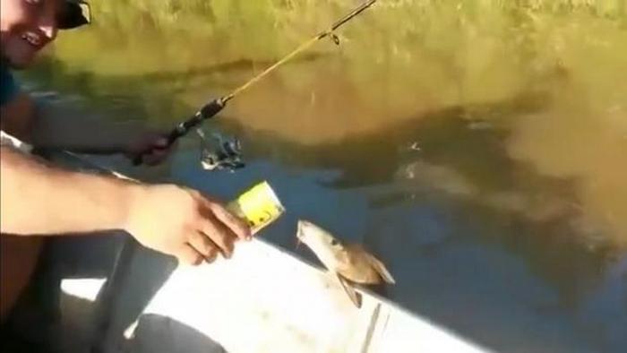 Оказва се, че дори рибата обича бира.