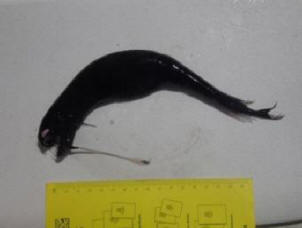 Океанолозите имаха странно създание