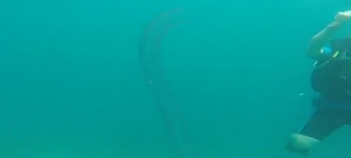 Океански еднорози