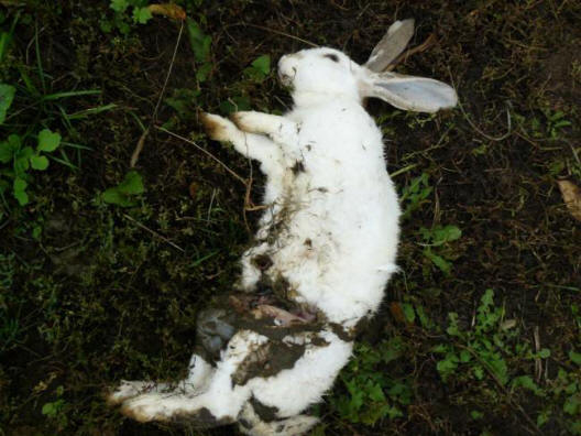 Те бяха високи, без коси, с удължени лица и червени очи.