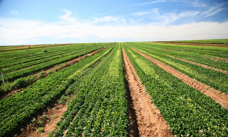 „Биологичното