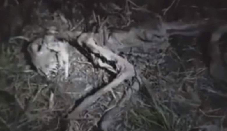 „Останките