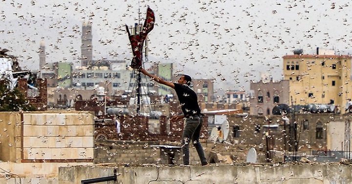 Пакистан е нападнат от орди скакалци. Обявено е извънредно положение