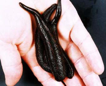 „Пиявиците