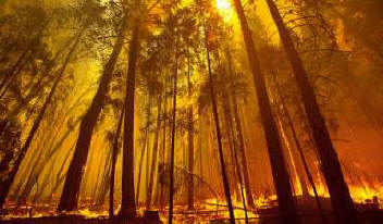 Планетата губи зеления си цвят