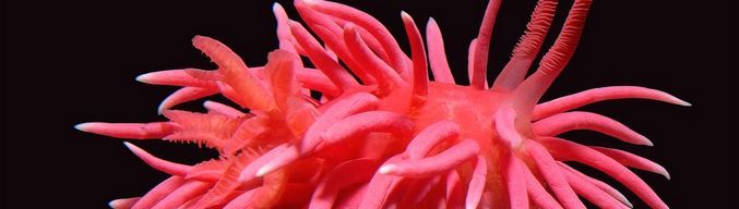 Калифорнийските брегови охлюви поемат