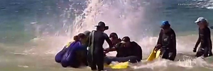 Защо делфините масово се измиват на брега?