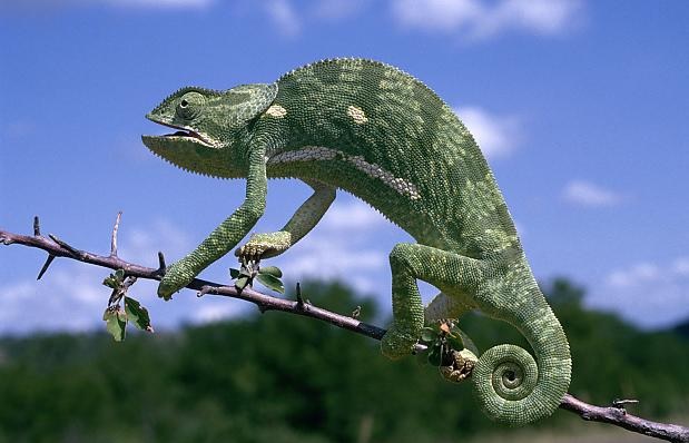 Защо и как хамелеоните променят цвета на кожата?