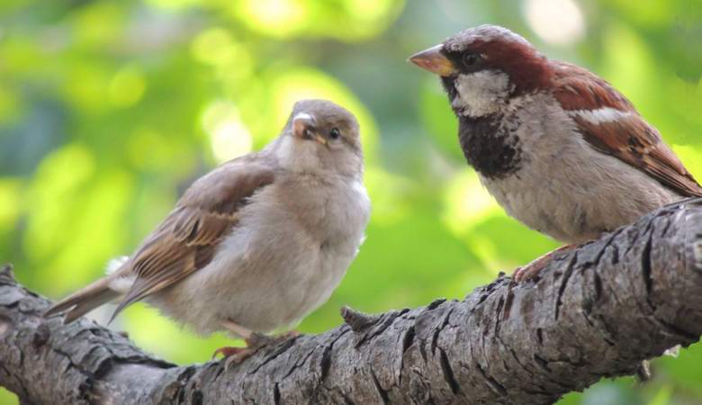 Защо врабчетата изчезват от руските градове?
