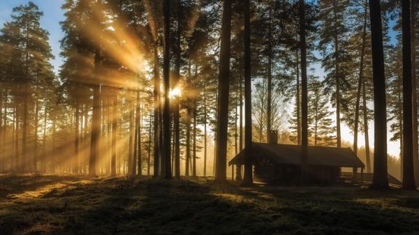 възможно ли е да засадите смърч върху парцел за поличба 