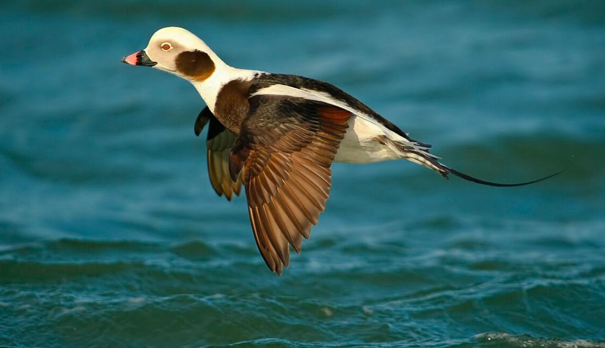 Защо ветроходните патици започват да падат от небето ...