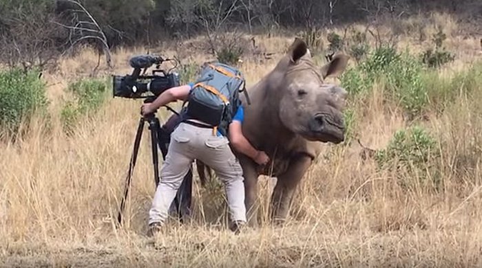 Драскоте корема на див носорог
