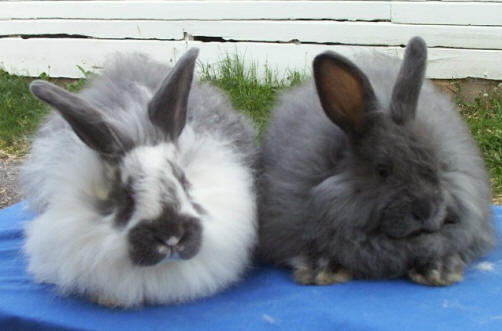 Френски-angorski-Zaek