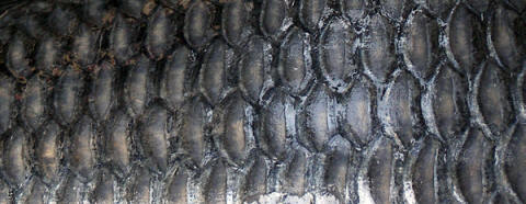 Риба мащаб стареене